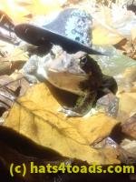 /home//u458753944/public_html/sourcegallery////////////////////////McKaig Nature Center/2024-09-27/P9271576.JPG